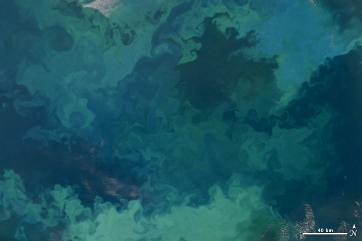 phytoplankton bloom-plancton.jpg