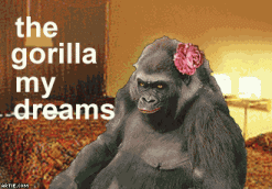 Today [4]-arg-gorilla-my-dreams-url.gif