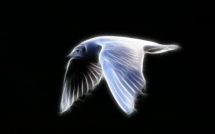 Custom Windows 7 Wallpapers - The Continuing Saga-seagull-flying-side.jpg