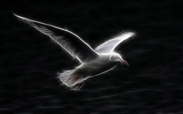 Custom Windows 7 Wallpapers - The Continuing Saga-white-seagull-flying.jpg