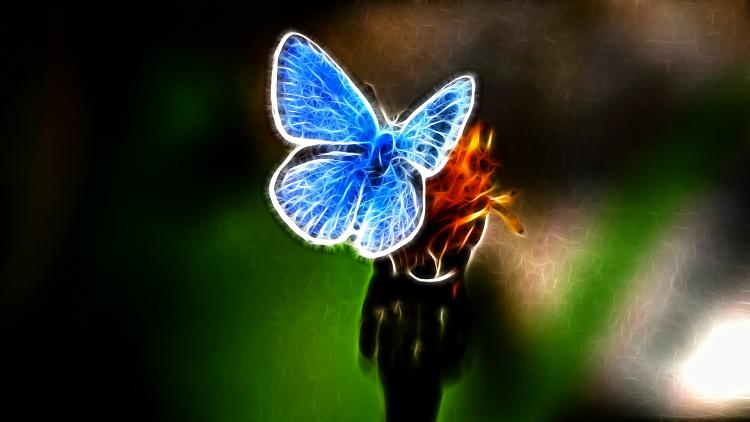 Custom Made Wallpapers-butterfly-2.jpg