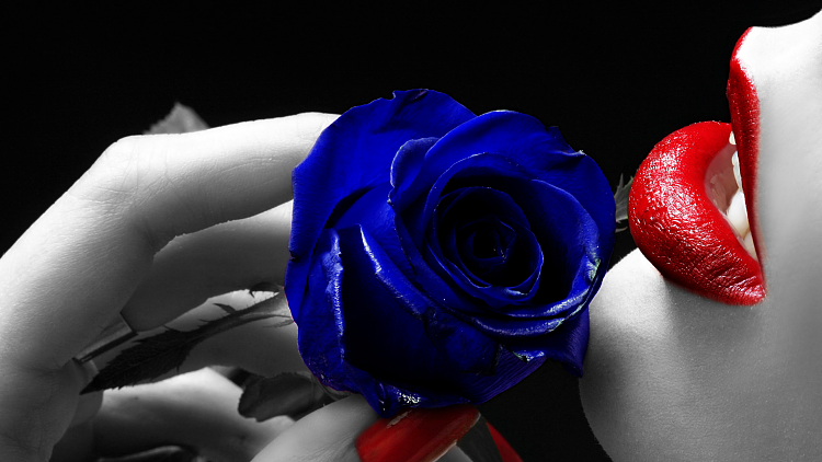 Custom Made Wallpapers-blue-rose-2.png
