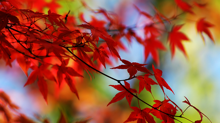 Wallpaper quest-red-autumn-leaves-1920.png