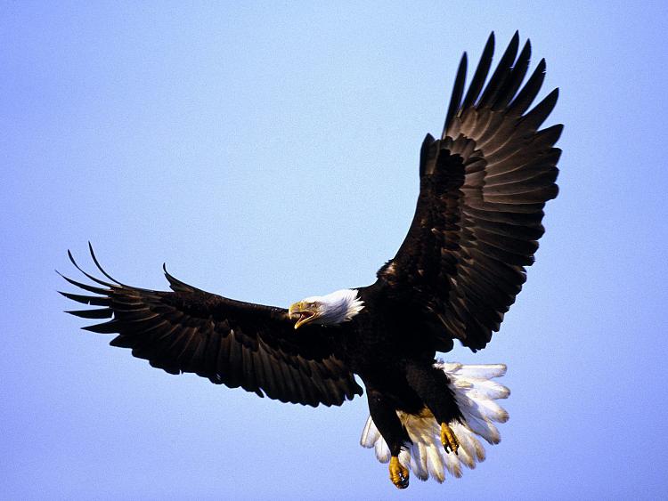 Custom Windows 7 Wallpapers - The Continuing Saga-magnificent_wings_bald_eagle.jpg