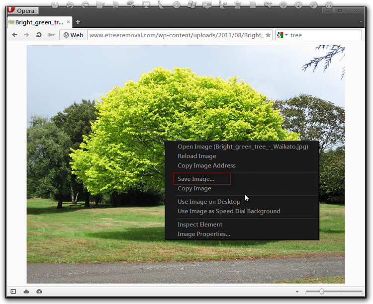 Where are wallpapers stored?-bright_green_tree_-_waikato.jpg-2592-1944-opera.png