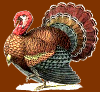 Custom Made Sig and Avatar [14]-turkey.png