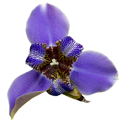 Custom Made Sig and Avatar [15]-flower-3b-purple-single-400x.png