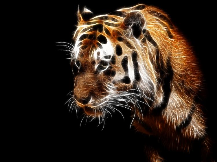 Custom Windows 7 Wallpapers [continued]-tiger.jpg