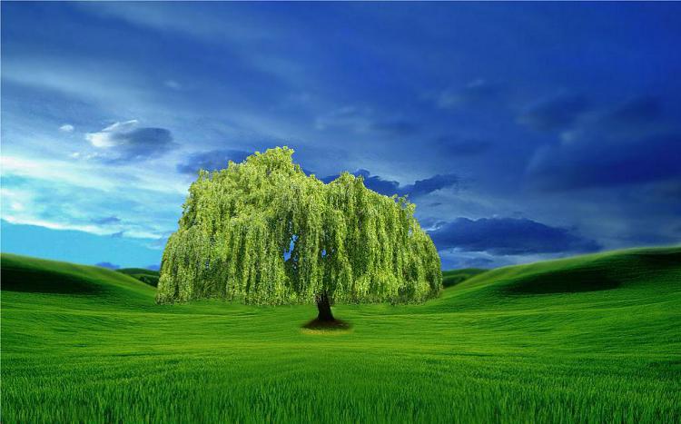 Custom Windows 7 Wallpapers [continued]-weeping-willow-wp2.jpg