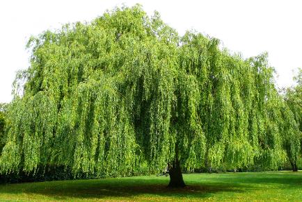 Custom Windows 7 Wallpapers [continued]-weeping_willow_tree2-434x291.jpg