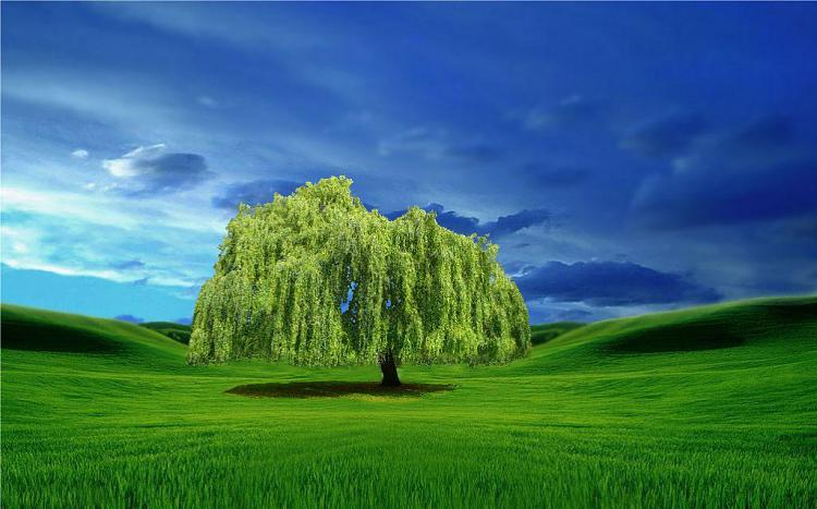Custom Windows 7 Wallpapers [continued]-weeping-willow-wp2.jpg