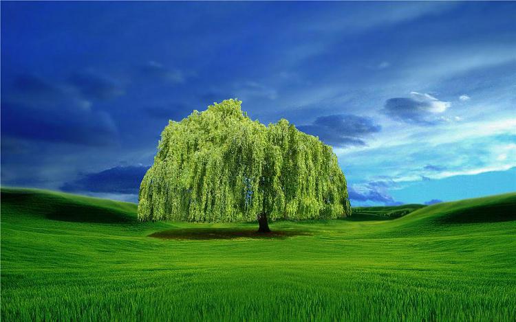 Custom Windows 7 Wallpapers [continued]-weeping-willow-wp3.jpg