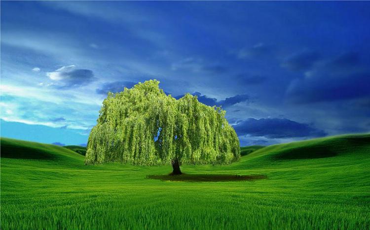 Custom Windows 7 Wallpapers [continued]-weeping-willow-test.jpg