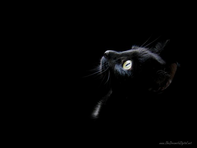 Post your Start-up screen-black_wallpaper_cat_head-1024x768.jpg