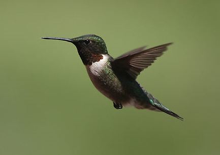 A Betta Joke...???-hummingbird1.jpg