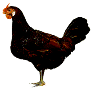 Seagate and the click of death-old-english-pheasant-fowl.gif