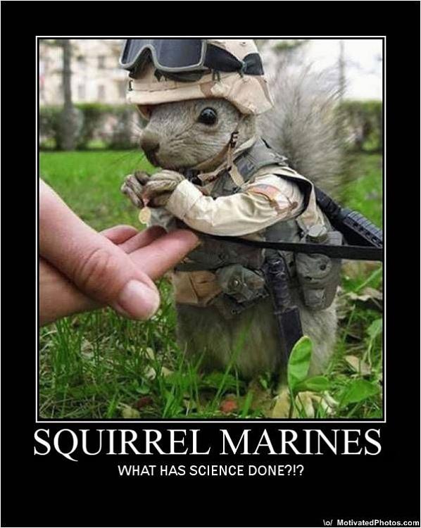 Laser Jet HP 1018-633502079247460928-squirrel-marines.jpg