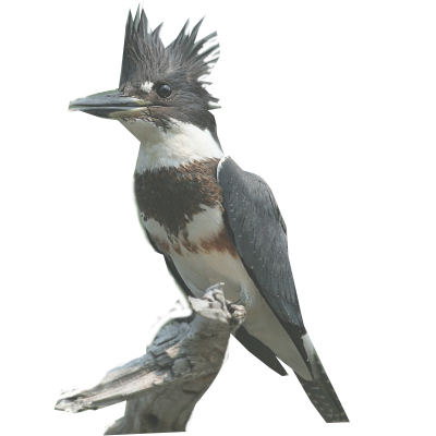 Background Picture-kingfisher.png
