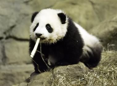 Panda wants Ballot Screen for Windows Security Software-smokingpanda.jpg