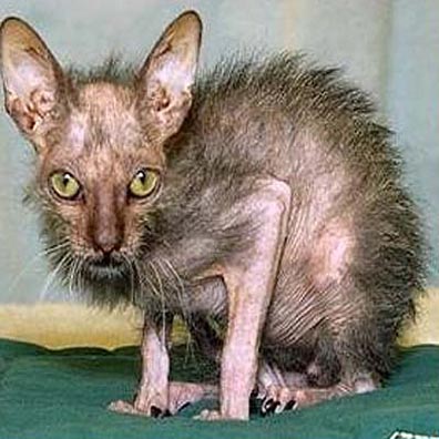 Show Us Your Rig-worlds-ugliest-cat.jpg