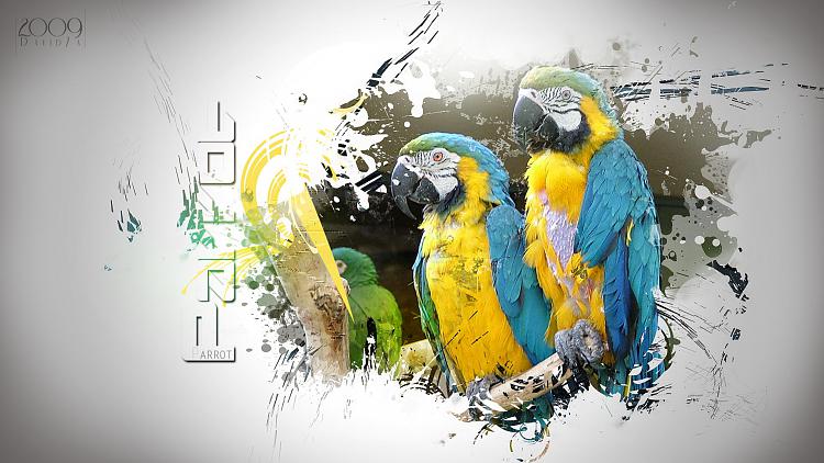 hi freinds ! i need this theme win 7  !-parrot_wallpaper_2_by_david7a.jpg