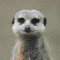 meerkat's Avatar