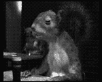 squDrink.gif squDrink.gif