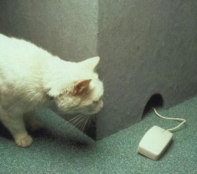 funny-mouse.jpg