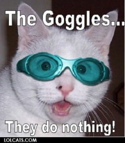 Cat 1.jpg