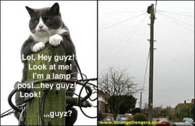cat 4.jpg