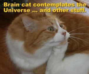 cat 8.jpg