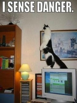 cat 9.jpg