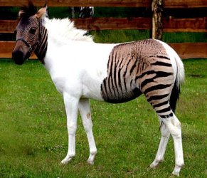 EclysetheZorse.jpg