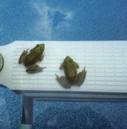 frog+pool.JPG