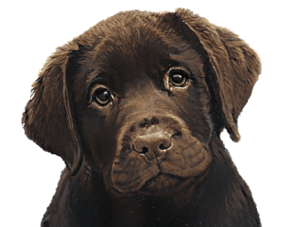 Choco Lab.PNG