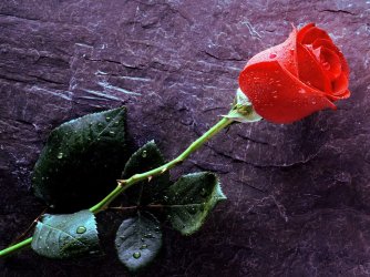 rose.jpg