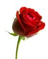 rose-2.jpg rose-2.jpg
