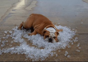 hot dog.png
