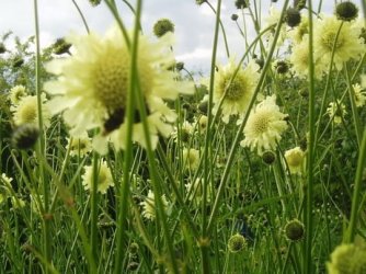 giant_scabious.jpg