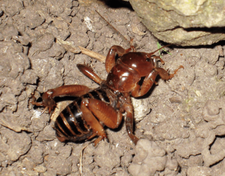 Dark Jerusalem Cricket.png