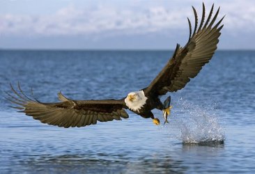 Bald Eagle bird.jpg