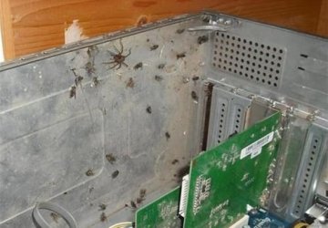 job-fails-i-think-my-computer-has-a-bug-or-twelve.jpg