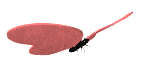 Butterfly.gif
