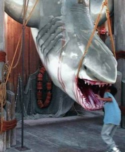 panais shark.jpg