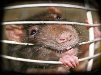 335402-rat-in-a-cage.jpg 335402-rat-in-a-cage.jpg
