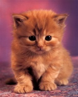 cat.jpg