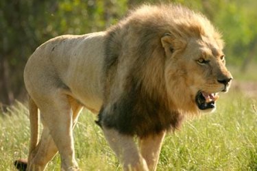 LION.jpg