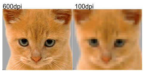 cat.png