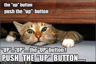 3632.funny_2D00_pictures_2D00_cat_2D00_is_2D00_squished.jpg