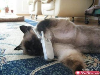 ATT00019cat.jpeg ATT00019cat.jpeg